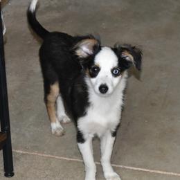 WONDER WOMAN BTF - Black tri female Toy Australian Shepherd puppy in Norwood, Missouri from Looney Farm’s Toy & Mini Aussies