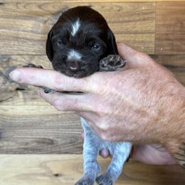 Chip - Brown and gray male Wirehaired Pointing Griffon puppy in Norwood, Colorado from DOGS COUNTRY GRIFFS