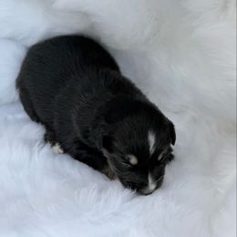 Harper - Black tri-color female Australian Shepherd puppy in Mount Vernon, Texas from RJ's Aussie Posse