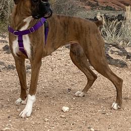 Lilly - Boxer