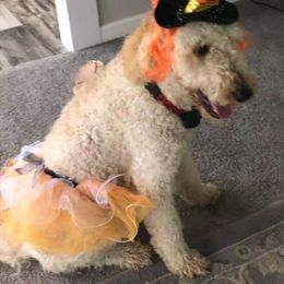 Goldendoodles from Marino's CKC  Goodendoodles of Kentucky