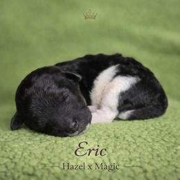 Eric - Parti male Poodle puppy in Springfield, Oregon from Valaurah Farms