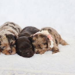Shihpoo Puppies from The Teddybear Shihpoo