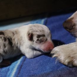 Rachel - Red merle female Border Collie puppy in Alabama from Bar C Farms