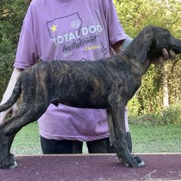 Brindle M - Brindle male Mountain Cur puppy in Georgetown, Ohio from Walnut Ridge Mountain Curs