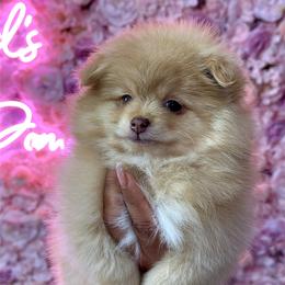 Pomeranian Puppies from Nel’s Pomeranians