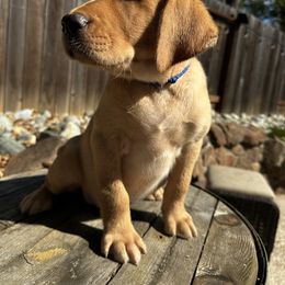 Rufus (Navy Collar) - Yellow male Labrador Retriever puppy in Galt, California from On My Side Kennels