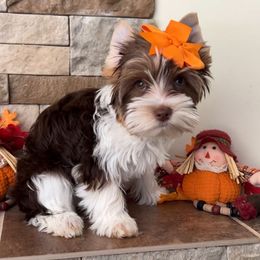 Hallie - Chocolate, tan and white female Yorkshire Terrier puppy in Parkersburg, West Virginia from Chocolate Diamonds in the RUFF