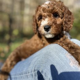 Noa - Red male Cavapoo puppy in Natural Bridge, Virginia from Rockbridge Puppies