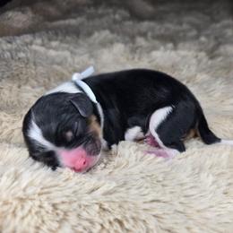 Daisy - Tri-color female Cavalier King Charles Spaniel puppy in Wildomar, California from Enchanted Rose Cavaliers