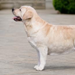 Ticket - Labrador Retriever