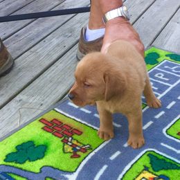 Havanese and Labrador Retriever Puppies from Hudson Valley Labradors and Havanese of Claverack