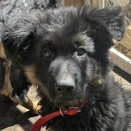 German Shepherd Puppies from Brooks High Quality Breeders