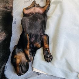 Doberman Pinscher Puppies from TeatreeDoberman