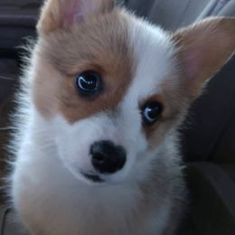 Keeshonden and Pembroke Welsh Corgis from Rosebud Kennels