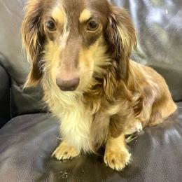 Josie - Dachshund
