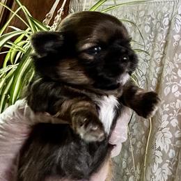 Shih Tzu puppies from Precioustzus