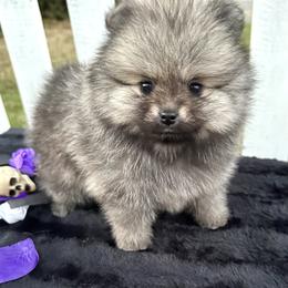 Pomeranian Puppies from Peachy Pomeranians