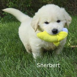 Girl 2 - Light golden female Golden Retriever puppy in Milford, Michigan from Servant Kennel