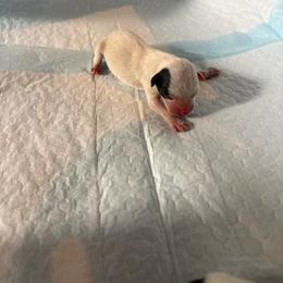 Male 1 - Black and white male Chihuahua puppy in Laredo, Texas from Texas Nightblooming Hairless Chihuahuas