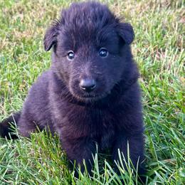 Coral (Pink) - Black female Belgian Sheepdog puppy in Franklin, West Virginia from Wildmour K9