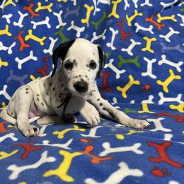 Holstein- Black - White and black female Dalmatian puppy in Claremore, Oklahoma from Lotsofdots Dalmatians