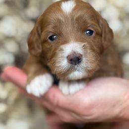 Brenda - Parti female Goldendoodle puppy in Yuciapa, California from AlltheDoodlez_