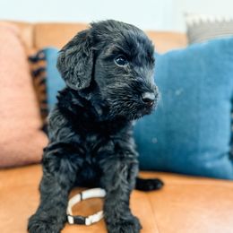Big Ben (white) - Black Giant Schnauzer puppy in Harrisville, Utah from Diamond in the Ruff