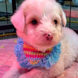 Aussiedoodle and Bernedoodle Puppies from Little Hawcreek Doodles