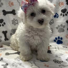 Snowball - White female Maltipoo puppy in Lancaster, Kentucky from Dream Paws Puppies, LLC