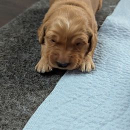 Golden Retriever Puppies from Floden Farm Golden Retrievers