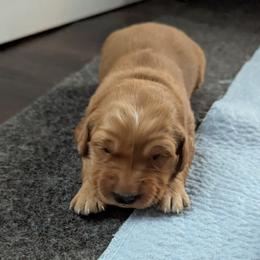 Golden Retriever Puppies from Floden Farm Golden Retrievers