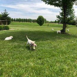 Labrador Retriever Puppies from Harvest Moon Farm
