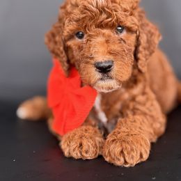 Popsicle - Red  male Goldendoodle puppy in Jonesborough, Tennessee from Ruby Red Goldendoodles