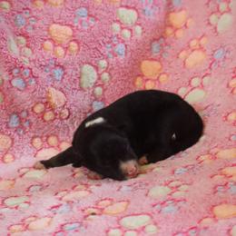 Girl 2 - Black and white female Border Collie puppy in Tiskilwa, Illinois from First Harmony Farms