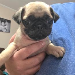 Girl 2 - Tan Collar - Fawn female Pug puppy in Olin, North Carolina from Piggy Pugs