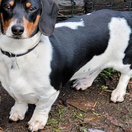 Oliver - Dachshund