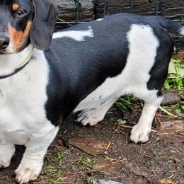 Oliver - Dachshund