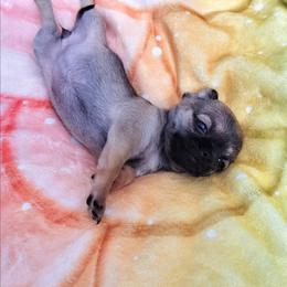 Akc Rapunzel - Chocolate sabled fawn female Chihuahua puppy in Cedarville, Ohio from Evereve Kennels