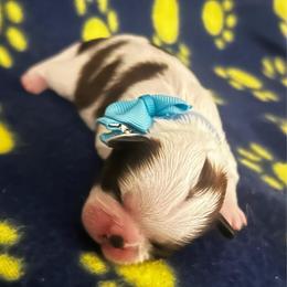 Bruno - Tricolor male Shih Tzu puppy in Sebring, Florida from Amarilys ShihTzus & Poodles