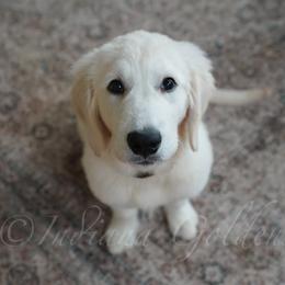 Eddie - Light golden male Golden Retriever puppy in Bedford, Indiana from Indiana Goldens