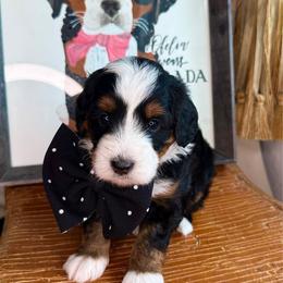 Hot pink - Tri-color male Bernedoodle puppy in Curtice, Ohio from The Pink Doghouse