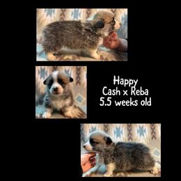 Happy - Red male Pembroke Welsh Corgi puppy in Stephenville, Texas from Rising JM Pembrokes