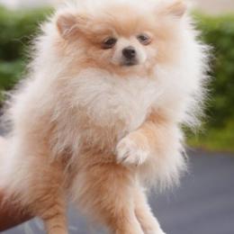 Elfie Delfie - Cream parti female Pomeranian puppy in Brooklyn, New York from Svitlana's Pomeranians