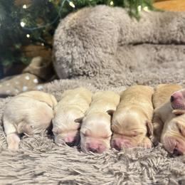 Boy 3 - Golden male Golden Retriever puppy in North Pole, Alaska from Mulberry Retrievers