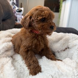 Charlotte - Red  female Goldendoodle puppy in South Jordan, Utah from Wasatch Pup