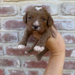 Boy 3 - Red male Cavapoo puppy in Roseville, California from Lipscomb Doodles