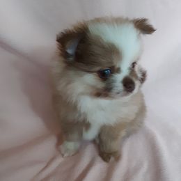 Pomeranian Puppies from Jaime's Pomeranians