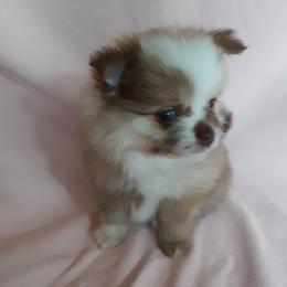 Pomeranian Puppies from Jaime's Pomeranians