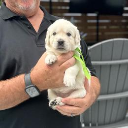 Ms. Lime - Light golden female Golden Retriever puppy in Crestview, Florida from Pushin’ Sand Goldens